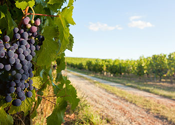 Peel Wine Region