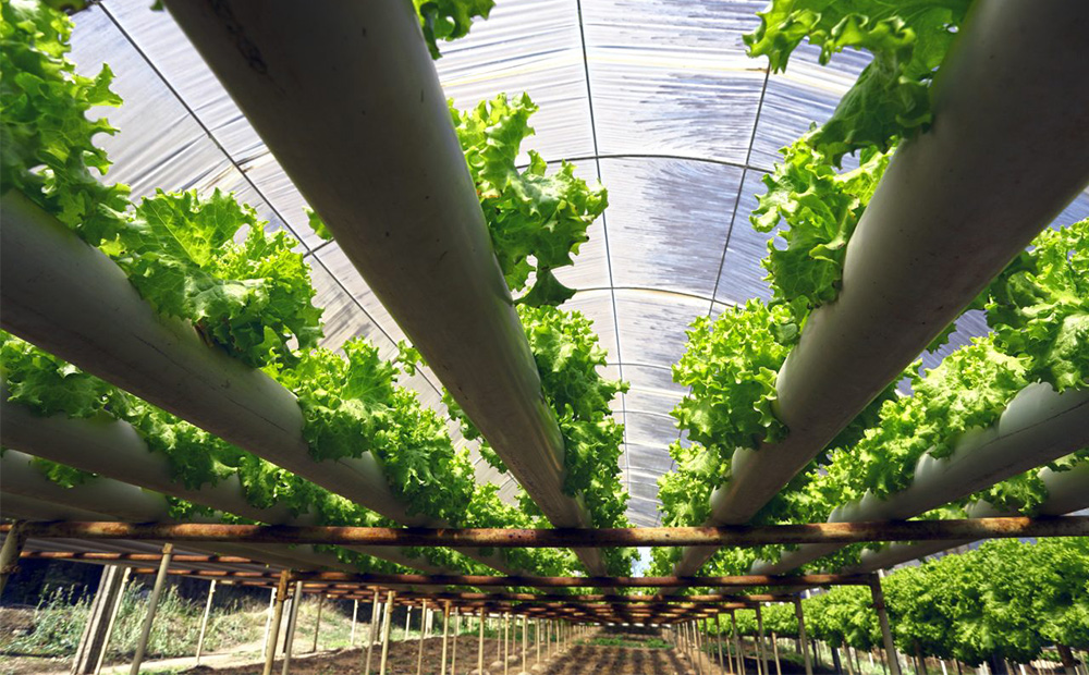 Peel Agri Food Study